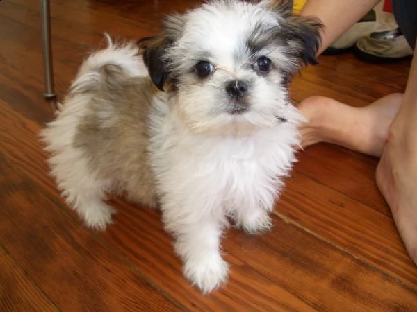 bellissimi e affetuosi di shitzu cuccioli