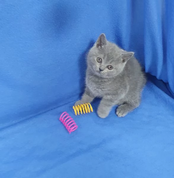 Scottish fold e straight  | Foto 2