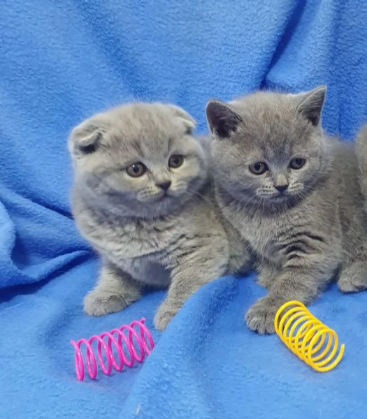 Scottish fold e straight 