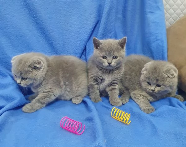 Scottish fold e straight  | Foto 1