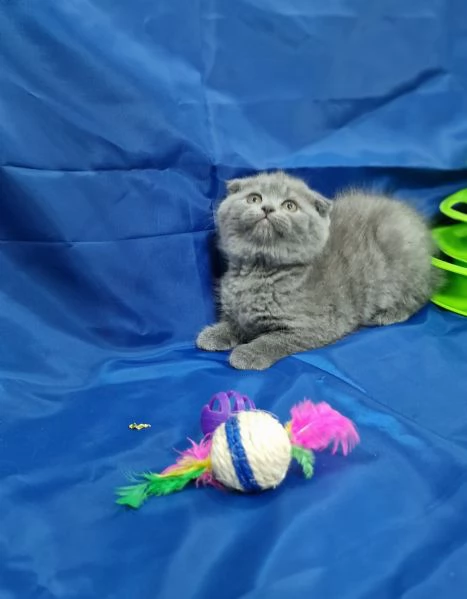 Scottish fold e straight  | Foto 5