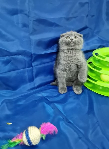 Scottish fold e straight  | Foto 4