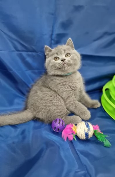 Scottish fold e straight  | Foto 0