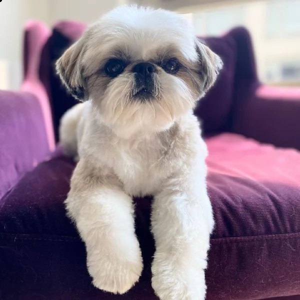 regalo cuccioli shih tzu avente : primi vaccini, passaporto, libretto sanitario, microchip. possibil