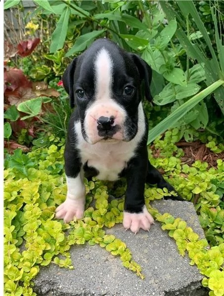 adorabili cuccioli di boxer  