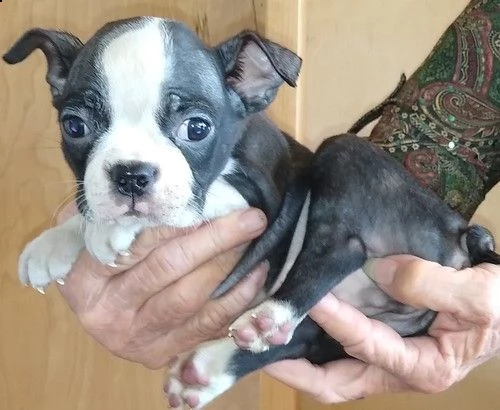 regalo bellissimi maschi e femmine pitbull cucciol