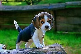  beagle cucciolo tricolore 
