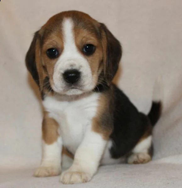 cucciolo di beagle 
