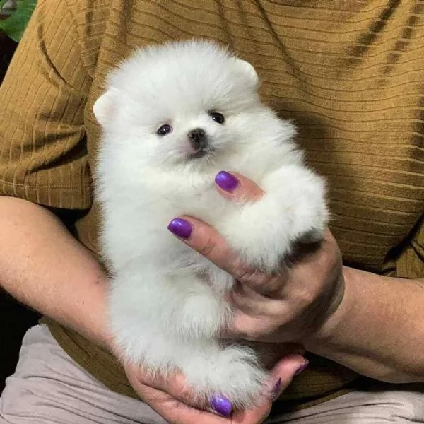 cuccioletto di spitz pomerania mini
