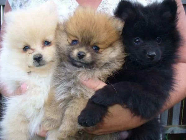 abbiamo cuccioli di spitz di pomerania toy
