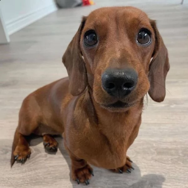 regalo adorabili cuccioli  bassotto femminucce e maschietti disponibili