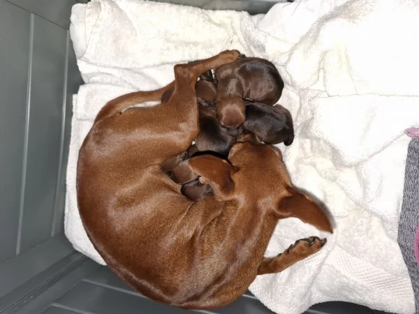 Zwergpinscher  | Foto 5