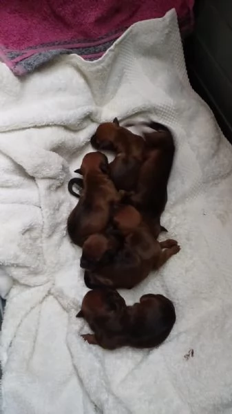 Zwergpinscher  | Foto 3