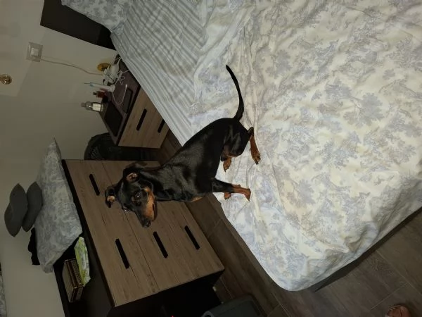 Zwergpinscher  | Foto 2