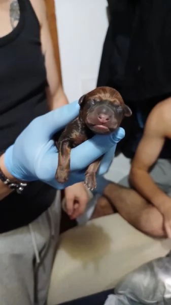 Zwergpinscher  | Foto 1