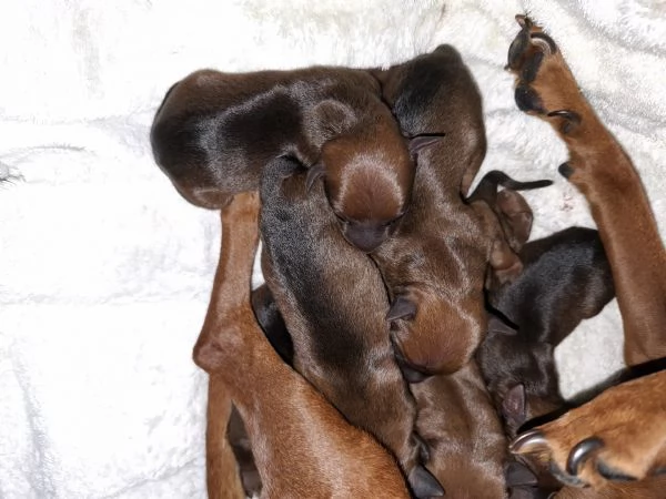 Zwergpinscher  | Foto 0