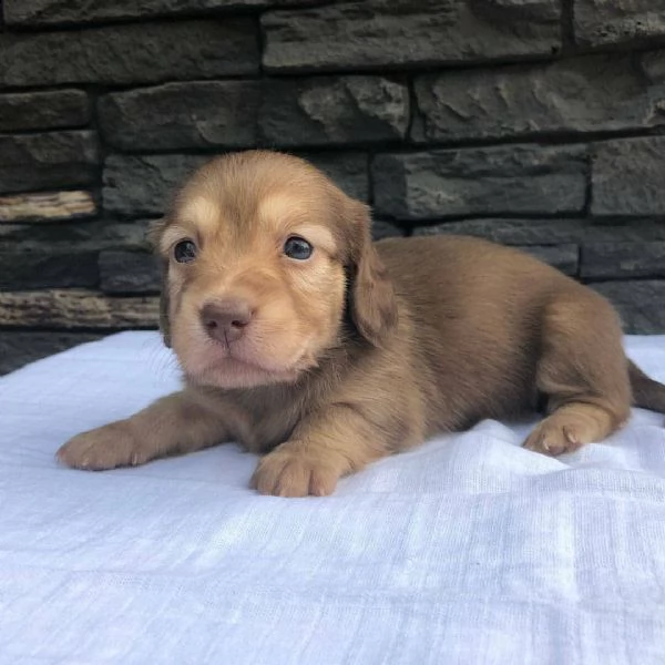 regalo adorabili cuccioli  bassotto femminucce e maschietti disponibili