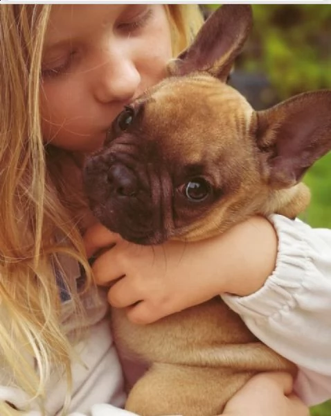 regalo bouledogue francese