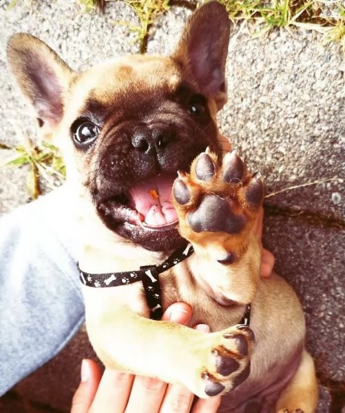 regalo bouledogue francese | Foto 0