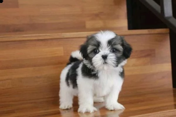    regalo shih-tzu  toy