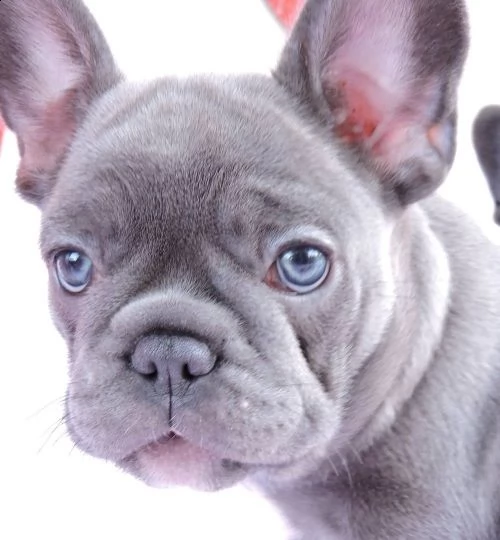 cuccioli di bulldog francese ben