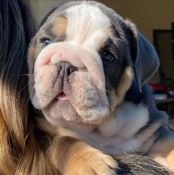 regalo   bulldog inglese | Foto 0