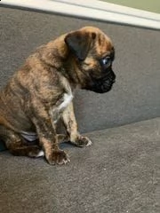 regalo boxer | Foto 0