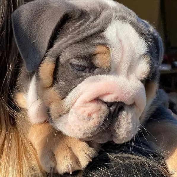 regalo   bulldog inglese | Foto 0