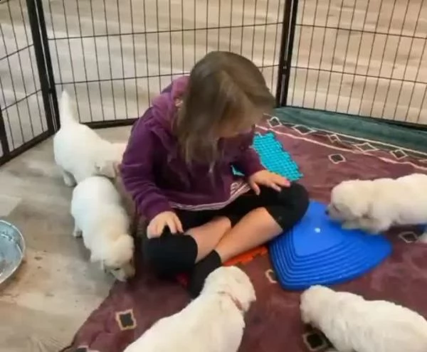  regalo cuccioli di labrador