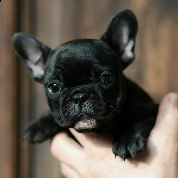 cucciolo di bulldog francese 