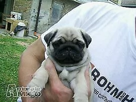  cuccioletto di carlino 