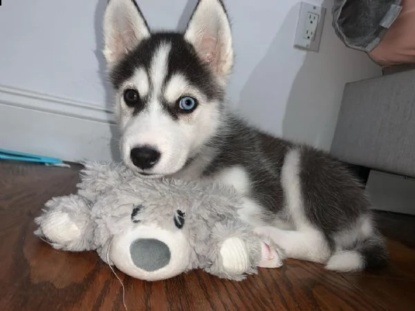 cuccioli di siberian husky registrati akc