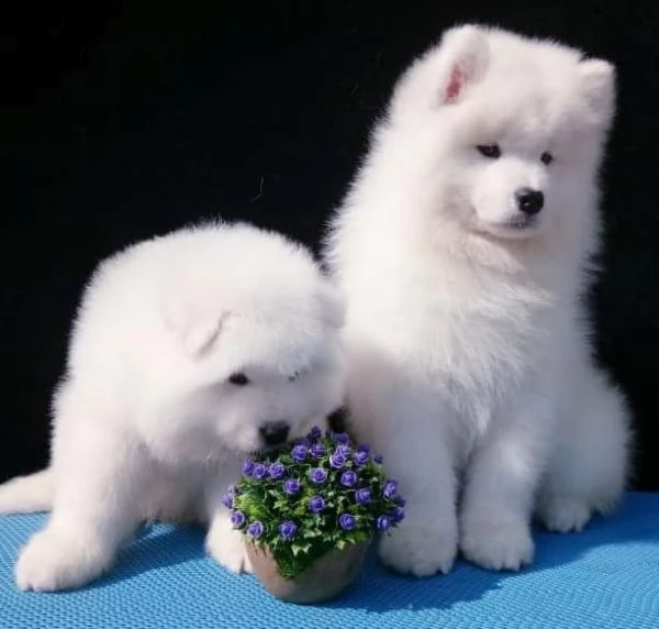 adorabili cuccioli di samoiedo per l'adozione