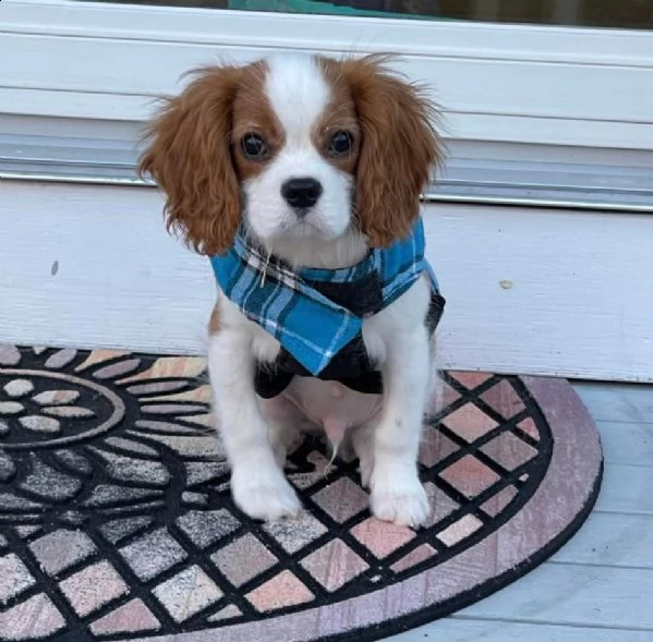 regalo cuccioli cavalier king charles