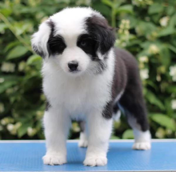 pastore australiano maschio e femmina