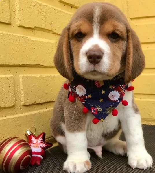bellissimi cuccioli di beagle in adozione