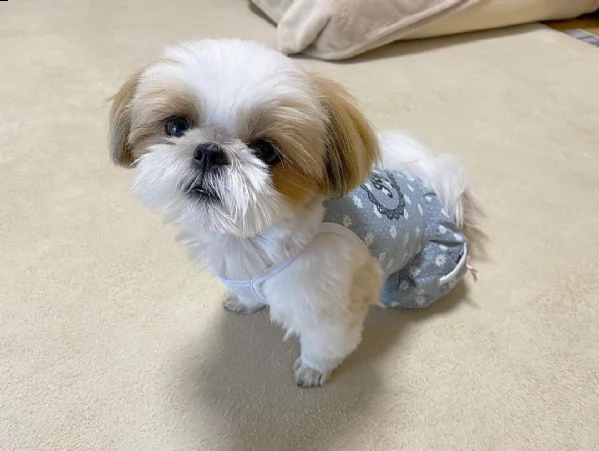 adorabili cuccioli di shih tzu maschi e femmine