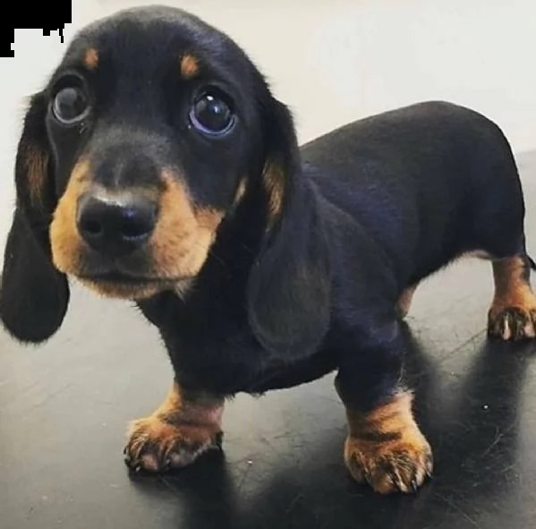 adorabili cuccioli bassotto femminucce e maschietti disponibili