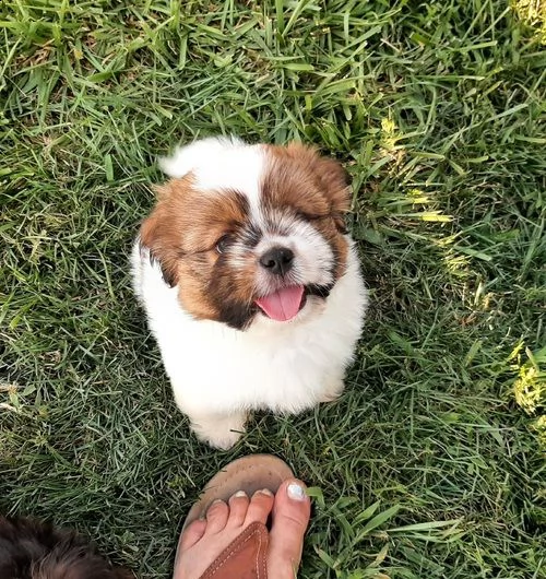 regalo cuccioli shih tzu .