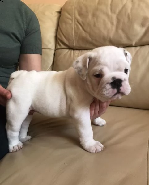 regalo di razza pura regalo bulldog inglese regalo cucciolo