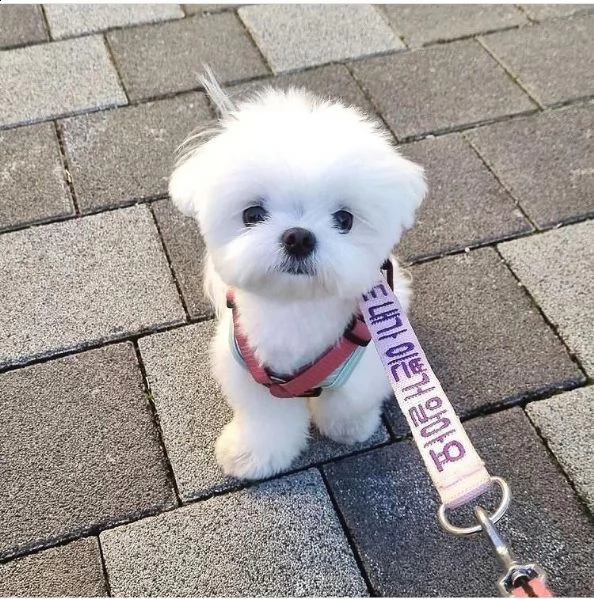 regalo cucciolo regalo pomerania mini giocattolo