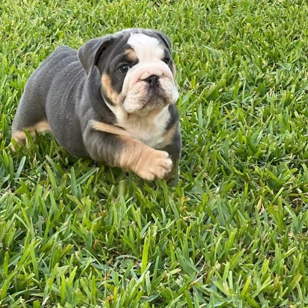 regalo   bulldog inglese | Foto 0