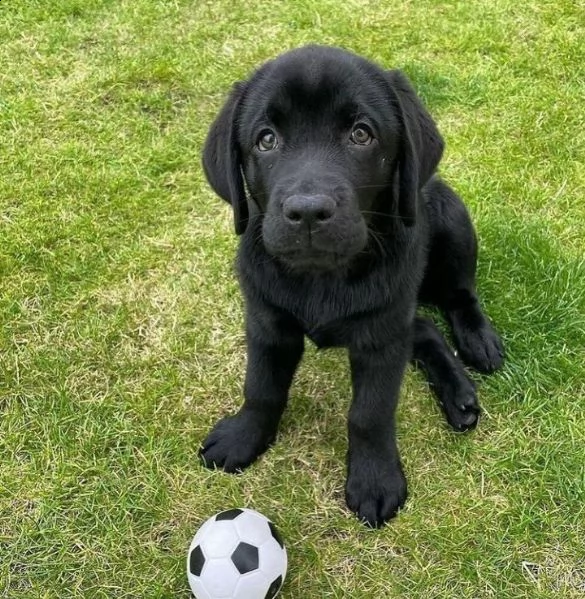  regalo cuccioli di labrador | Foto 0
