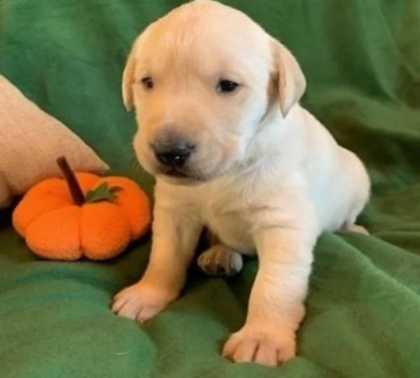 regalo cuccioli di labrador