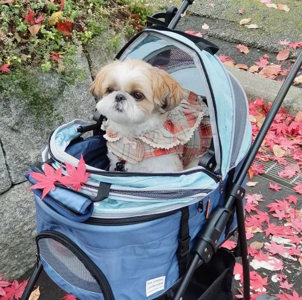 adorabile regalo cucciolo regalo shitzu