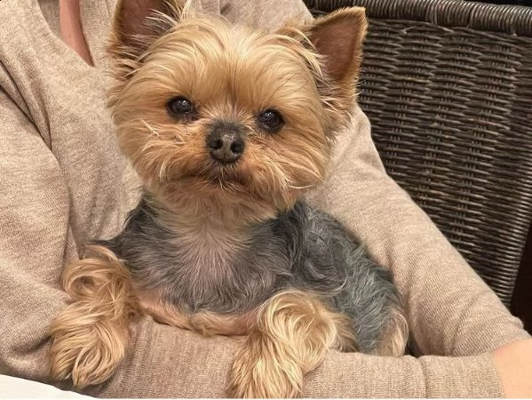 regalo cucciolo regalo abbiamo avere amorevole yorkie cuccioli per l'adozione abbiamo avere yorkie a