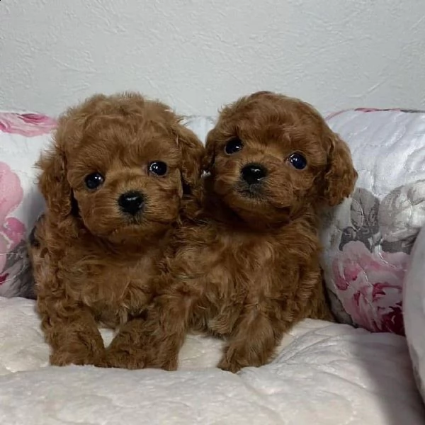 štenci pudlice igra?ke za usvajanje