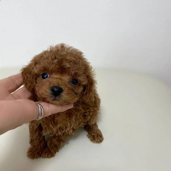 štenci pudlice igra?ke za usvajanje | Foto 1