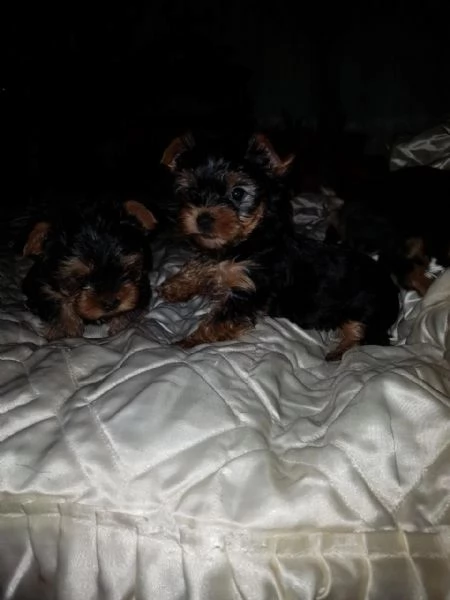 cuccioli di yorkie in adozione