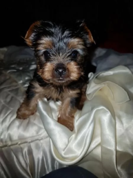 cuccioli di yorkie in adozione | Foto 0